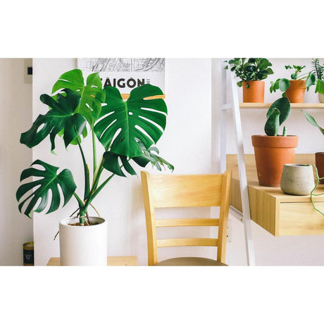Bringing the Tropics Home: Exotic Houseplants Guide by Brisbane Plant Nursery