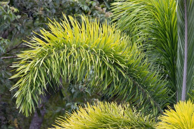 Enhancing Your Garden with Foxtail Palms: A Perfect Blend of Beauty and Ease - Brisbane Plant Nursery