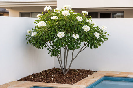 Evergreen frangipani, Plumeria pudica, in white flower beside a pool in a Queensland courtyard