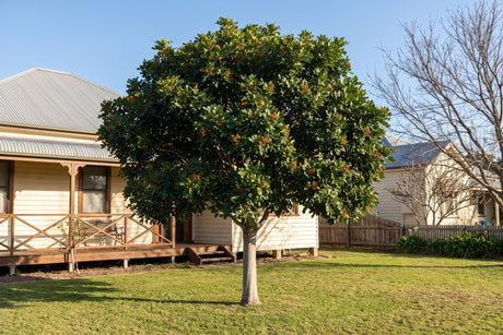 Evergreen tuckeroo tree in full leaf in an Australian front garden in winter