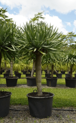 Everything to Know About Dragon Tree Care and Maintenance - Brisbane Plant Nursery