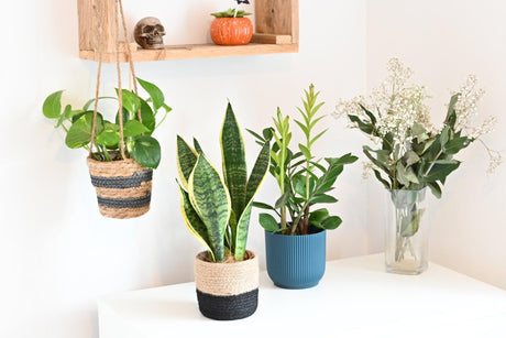 Expert Tips for Choosing the Right Indoor Plants to Improve Air Quality