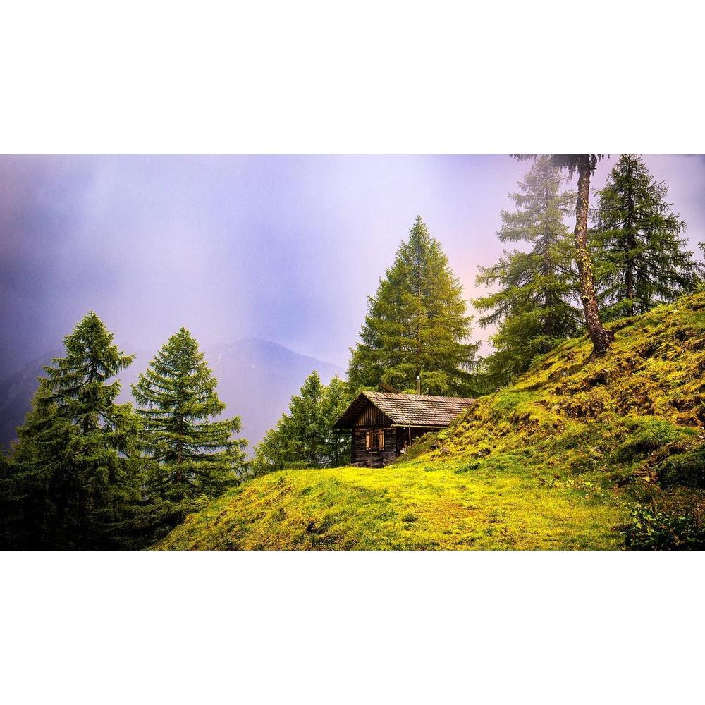 How to Grow and Care for Conifers?