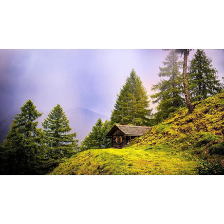 How to Grow and Care for Conifers?