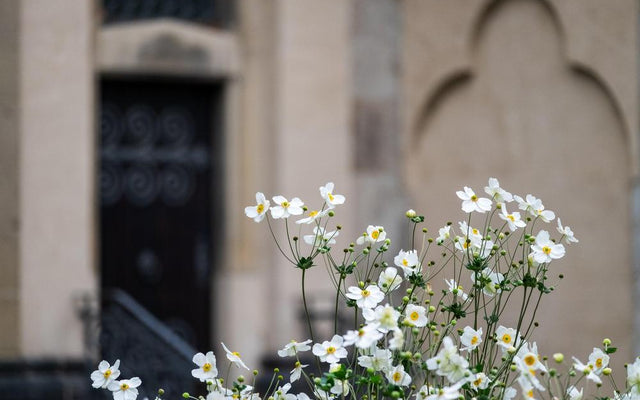 White Flowering Plants for Australian Gardens