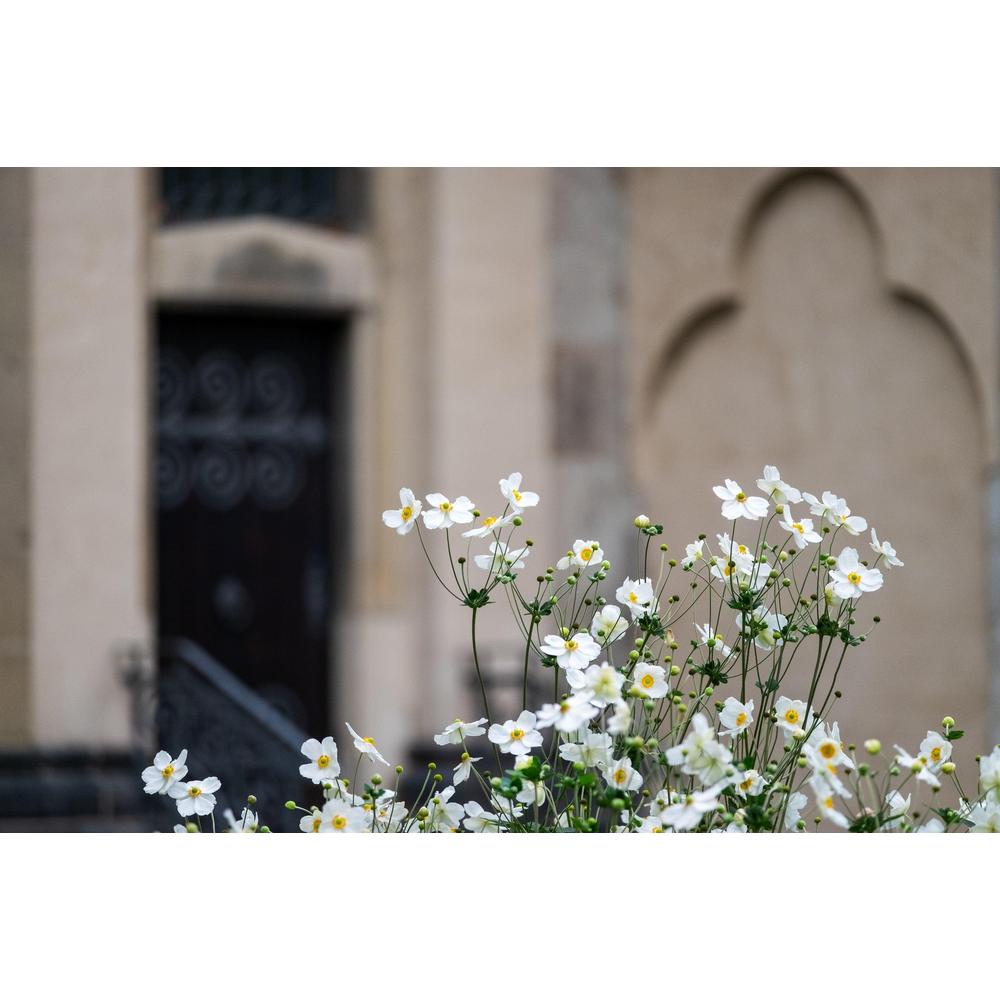 How to Grow Stunning White Flowers in Your Garden