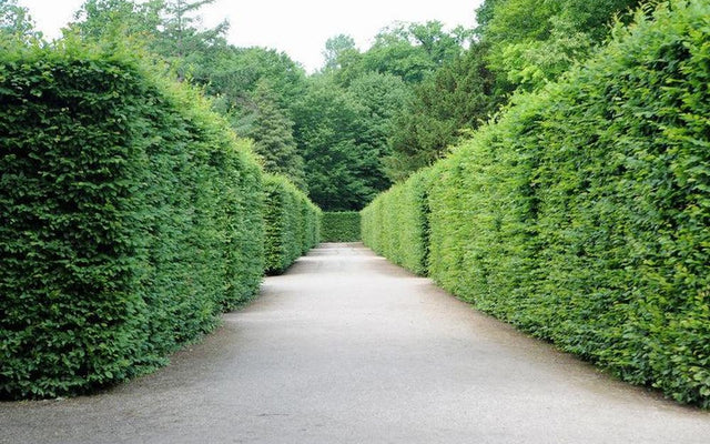 Fast Growing Hedges: Ideal Picks for Aussie Gardens