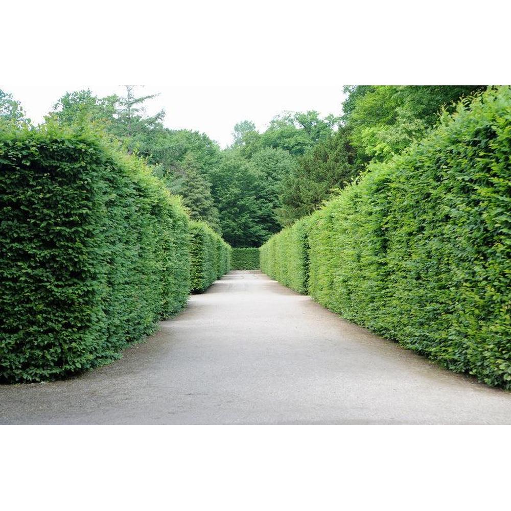 Fast Growing Hedges: Ideal Picks for Aussie Gardens