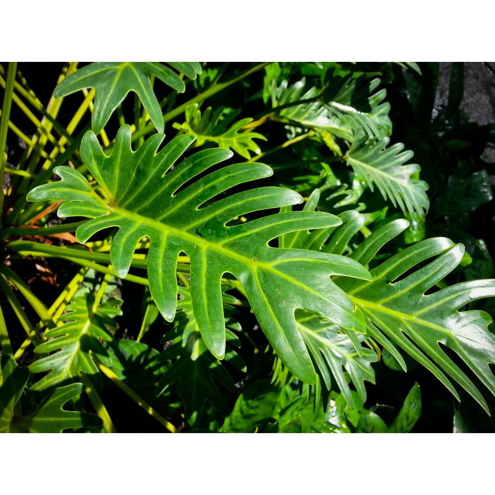 Xanadu Plant Standout: Tips for Cultivating