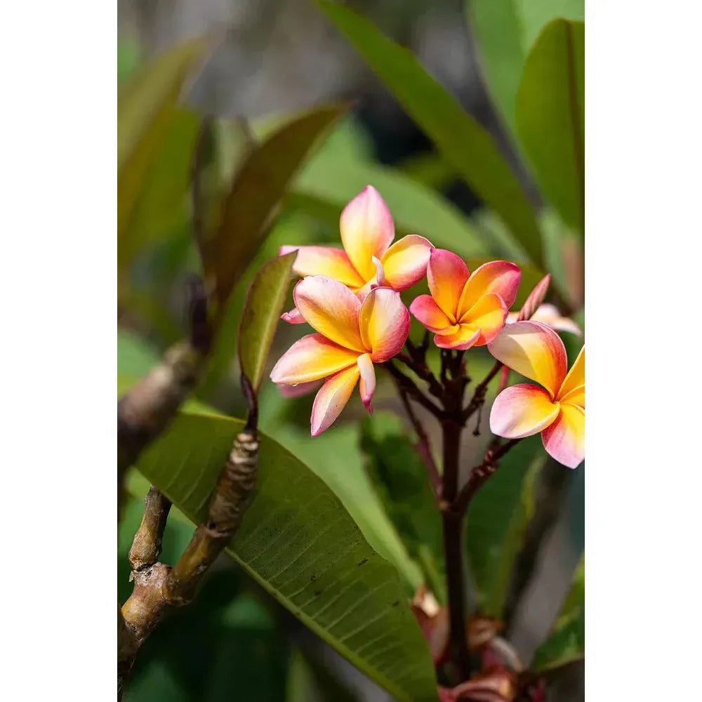 Frangipani in Your Garden