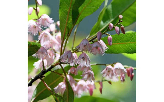 Blueberry Ash Tree Guide for Australian Gardens