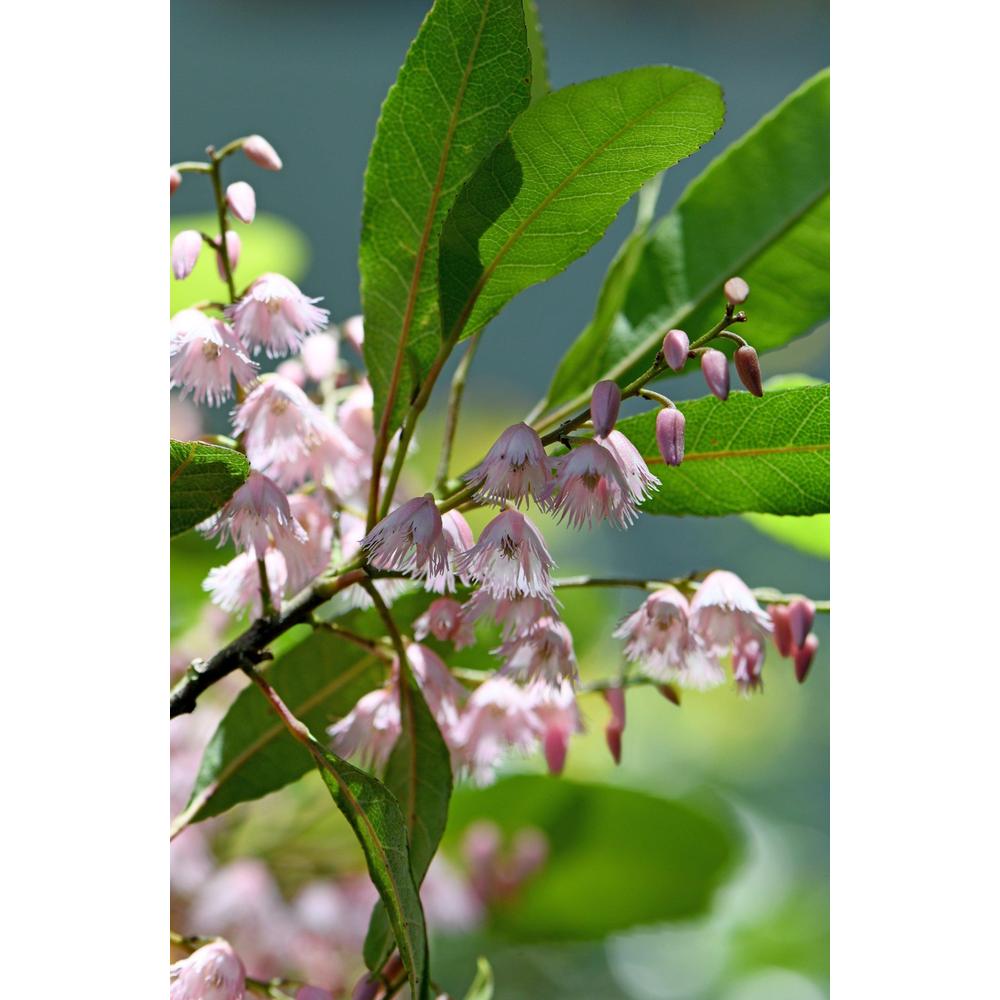 Comprehensive Blueberry Ash Tree Guide for Australian Gardeners