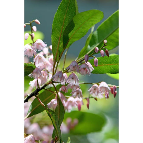 Comprehensive Blueberry Ash Tree Guide for Australian Gardeners