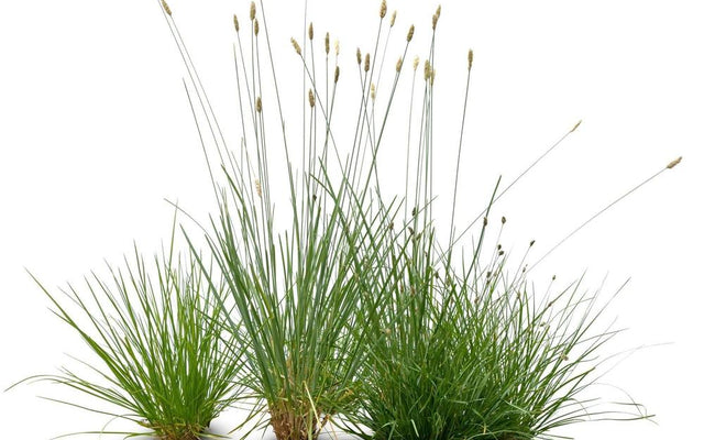 Ornamental Grasses for Australian Gardens