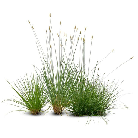 Ornamental Grasses: A Guide to Lush Garden Design