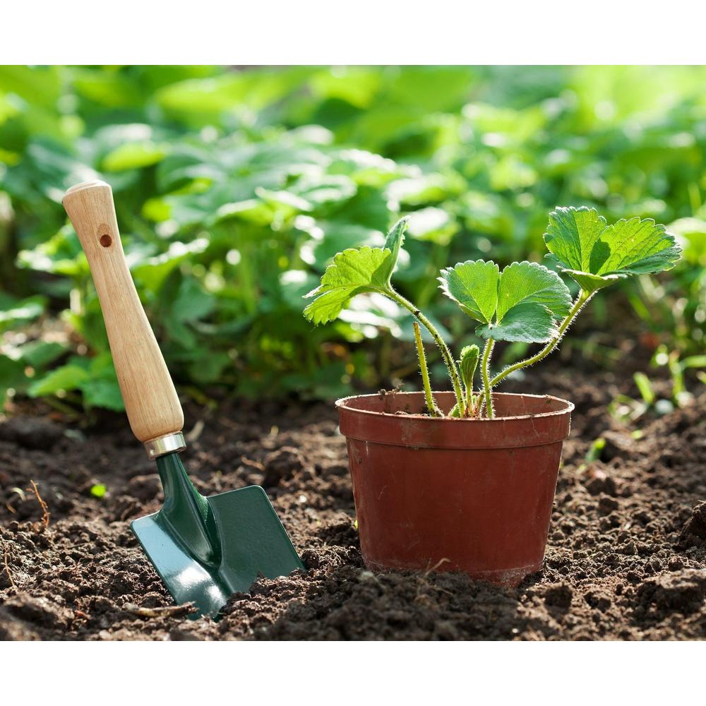 How to Choose the Right Pot Size for Your Plant Growth