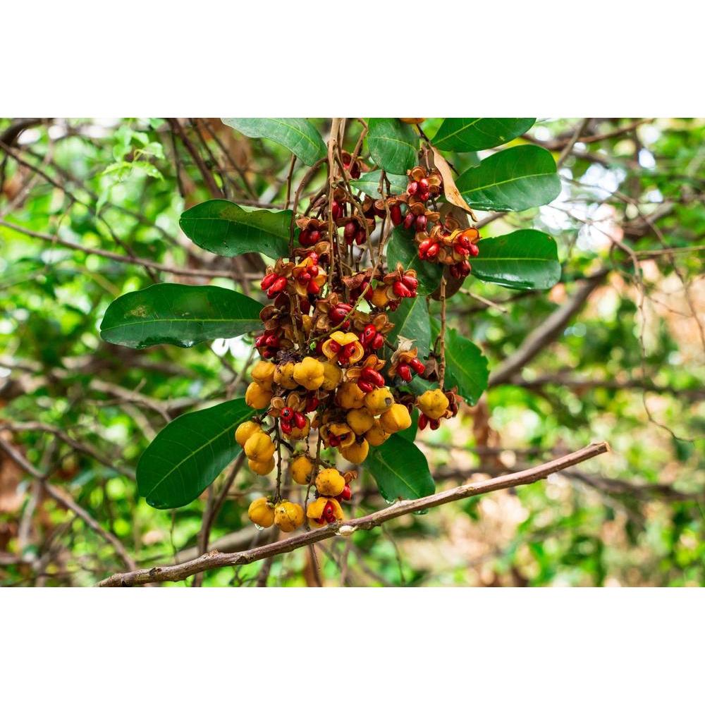 Tuckeroo Tree: Enhancing Landscape Design with Versatility