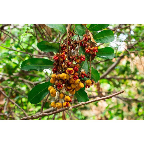 Tuckeroo Tree: Enhancing Landscape Design with Versatility