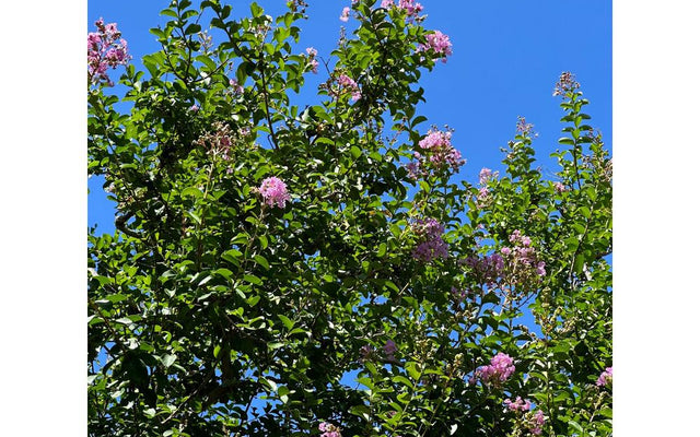 How to Add Colour to Your Backyard With Plants