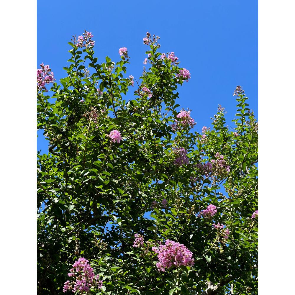 Add colour through plants in your backyard easily