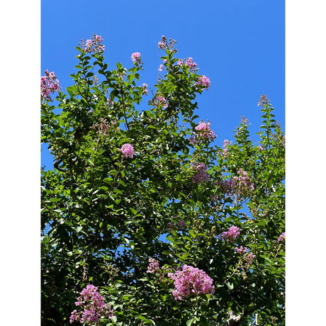 Add colour through plants in your backyard easily