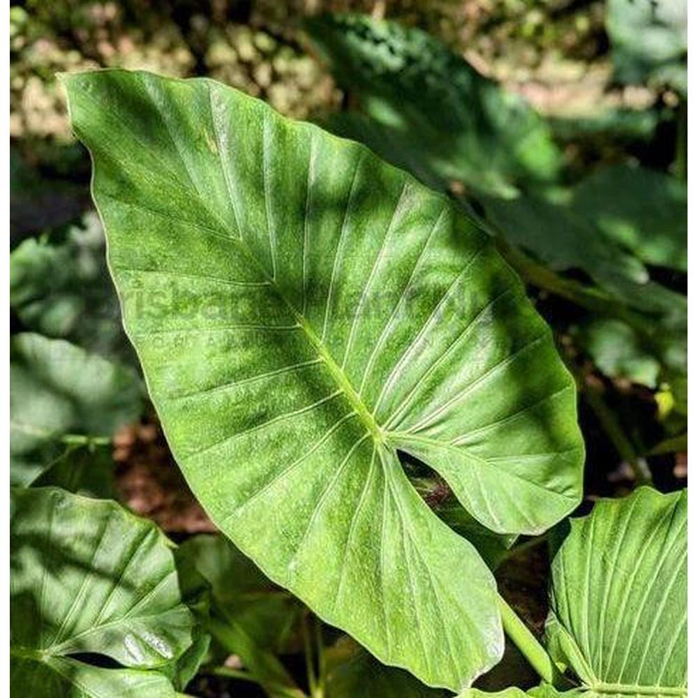 Why is Elephant's Ear the Perfect Addition to Your Personal Garden?