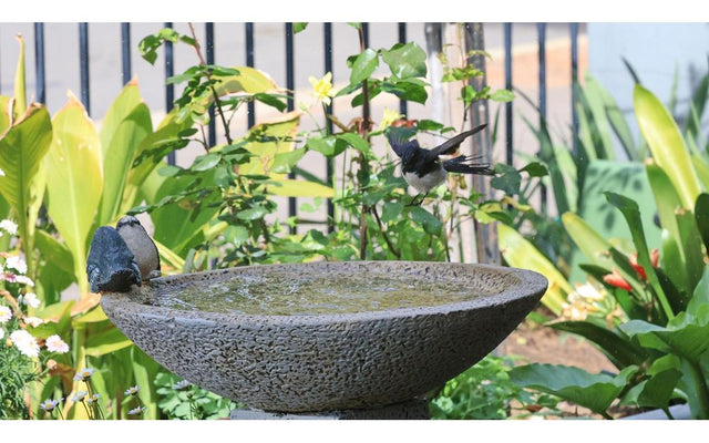 Backyard Bird Paradise: Creating a Sanctuary