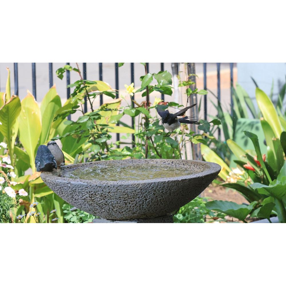 Backyard Bird Paradise: Creating a Sanctuary