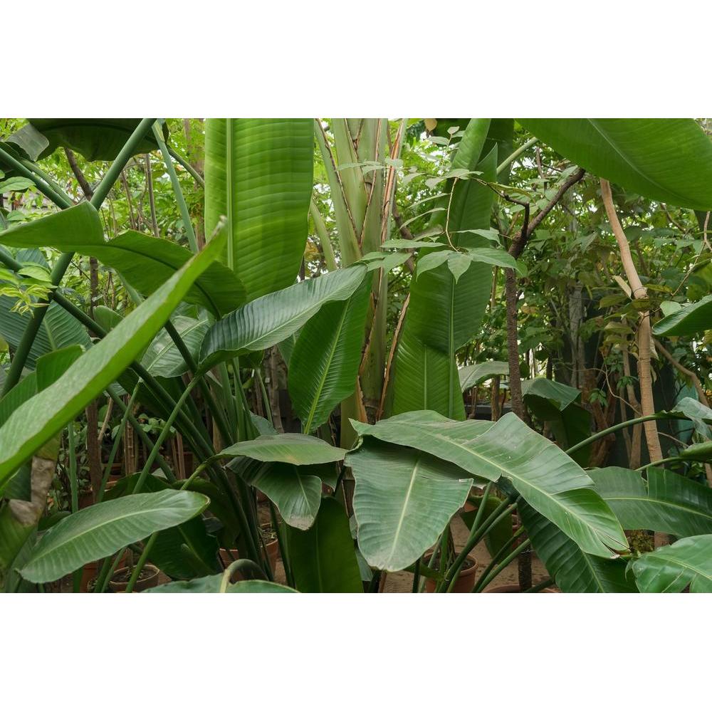 Growing Strelitzia Nicolai: Tips and Tricks