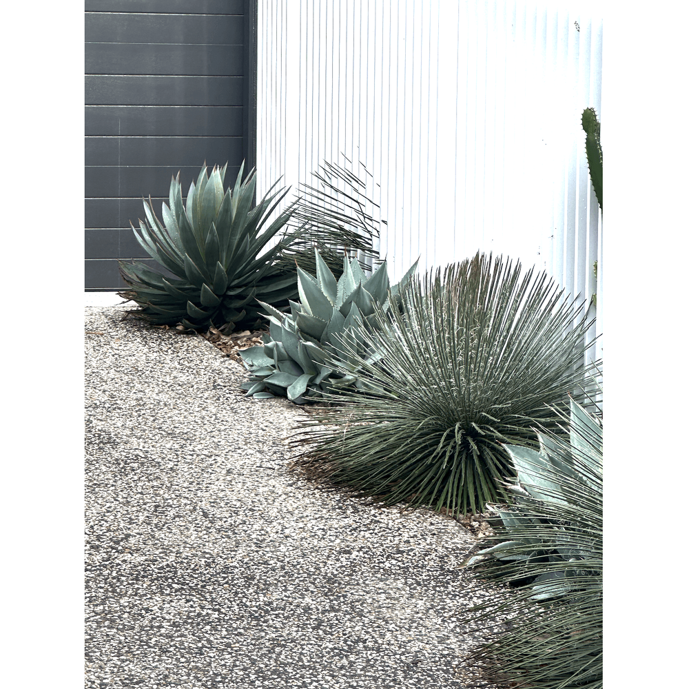 Best Agave Garden Ideas for Easy Care Greenery