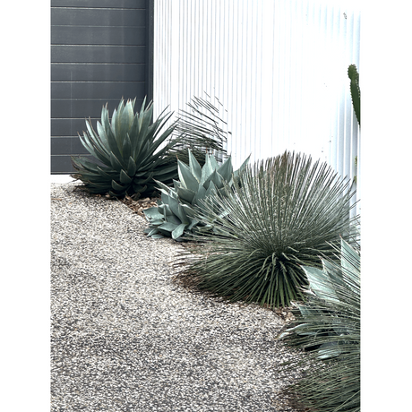 Best Agave Garden Ideas for Easy Care Greenery