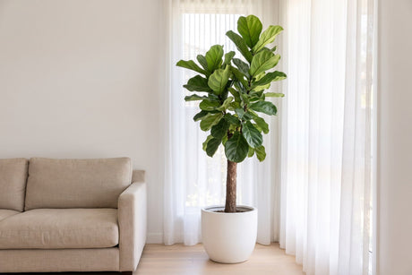 Fiddle leaf fig in the corner of a bright Australian living room, set back from the window