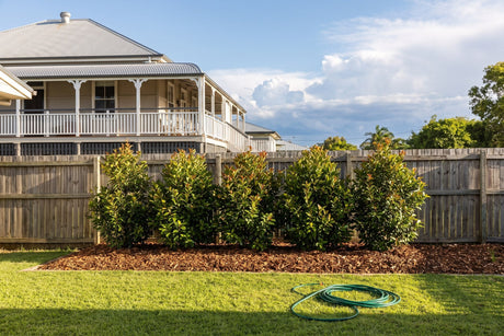 Freshly mulched garden beds and a young hedge in an Australian backyard in November