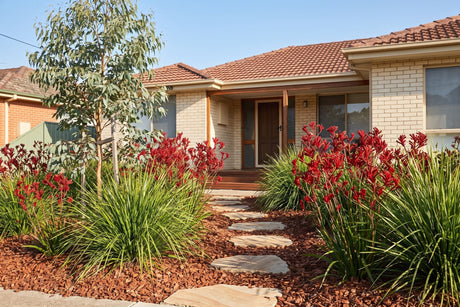 Front yard lawn replaced with kangaroo paws, lomandra and stepping stones at a brick Australian home