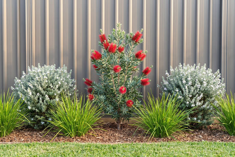 Garden bed of Little John bottlebrush, westringia and lomandra in an Australian backyard