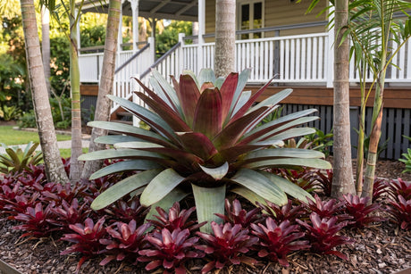 Giant Alcantarea bromeliad surrounded by red Fireball bromeliads in a shaded tropical garden