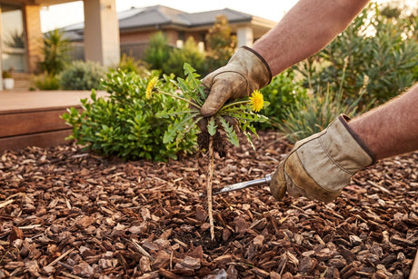 Gloved hand lifting a dandelion with its whole taproot from a mulched garden bed