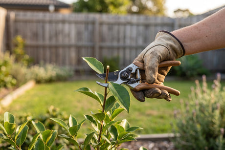 Gloved hand pruning a shrub stem with bypass secateurs in an Australian backyard