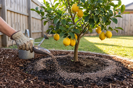 Gloved hand spreading fertiliser granules around the drip line of a lemon tree