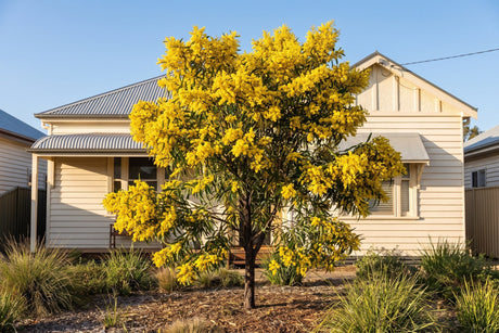Golden wattle tree covered in fluffy golden ball flowers in an Australian front garden