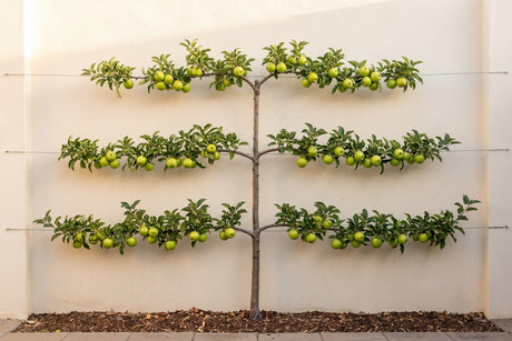 Granny Smith apple espaliered in three horizontal tiers against a courtyard wall, carrying green apples