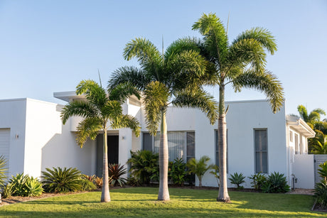 Group of three foxtail palms at staggered heights in a Queensland front garden