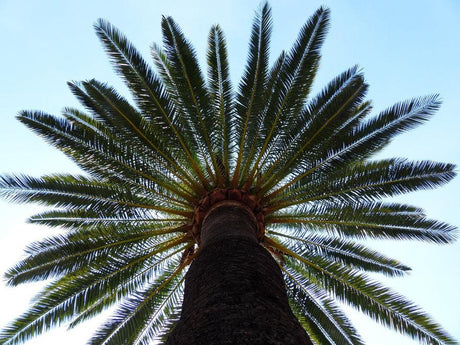 Growing and Caring for Date Palms - Brisbane Plant Nursery