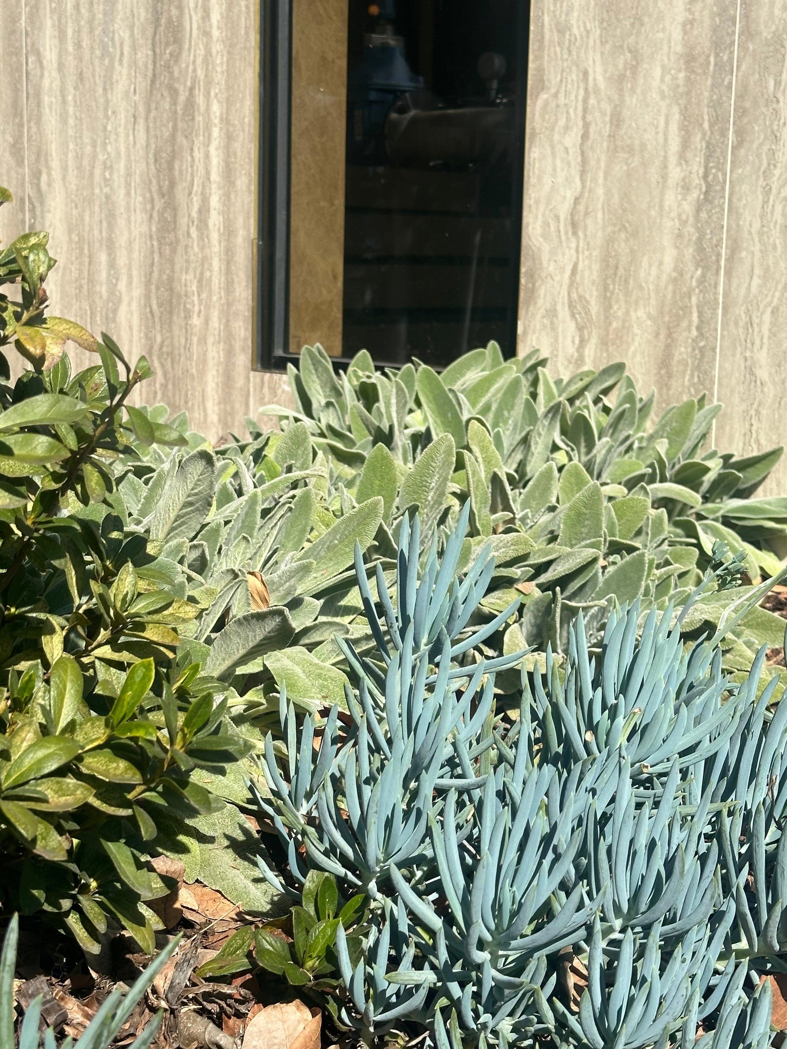 Growing Blue Chalksticks: A Guide for Thriving Plants - Brisbane Plant Nursery