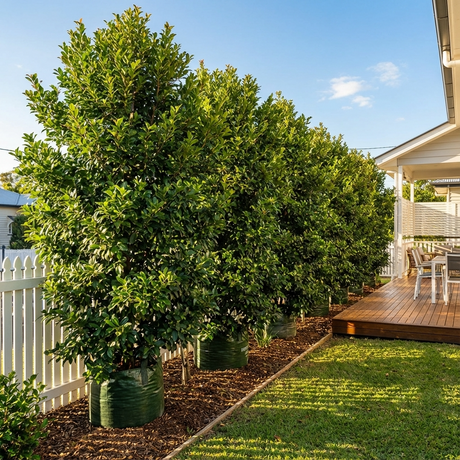 How to Grow the Perfect Hedge
