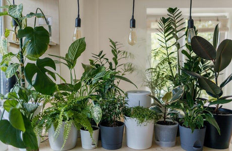Indoor Exotic Plants Guide: Creating a Stunning Indoor Garden