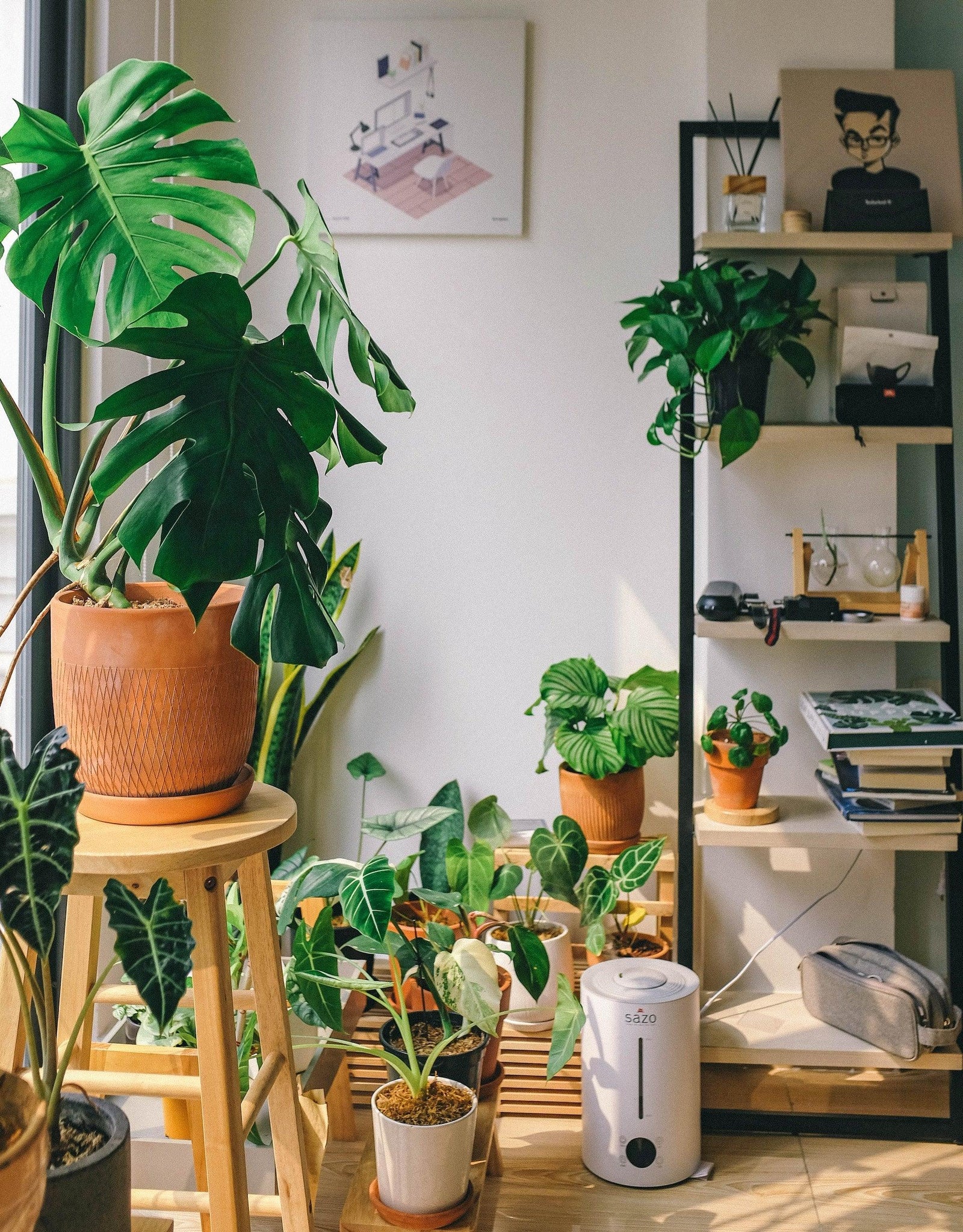 Indoor Jungle Dreams: Essential Tips for Growing and Styling Your Indoor Houseplants in Brisbane - Brisbane Plant Nursery