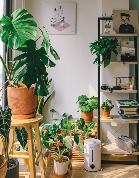 Indoor Jungle Dreams: Essential Tips for Growing and Styling Your Indoor Houseplants in Brisbane