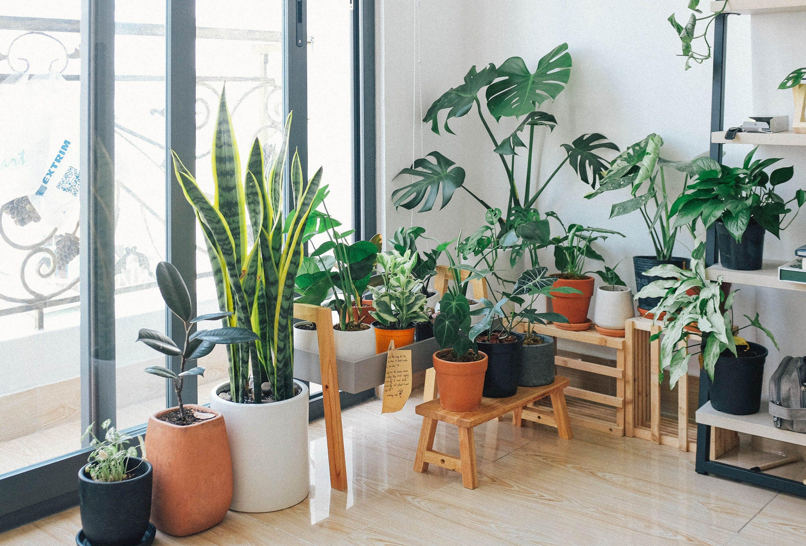 Indoor Plants 101: Enhance Your Home with Leafy Companions - Brisbane Plant Nursery