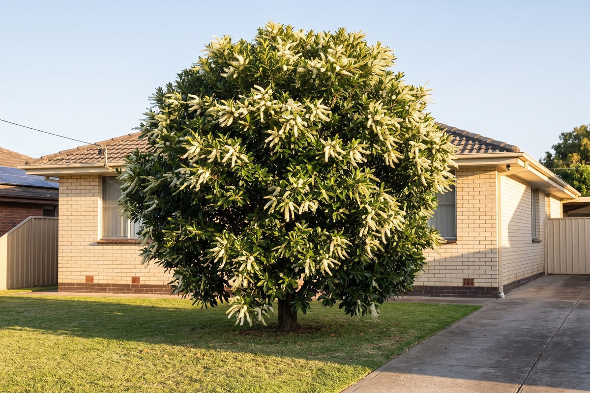 Ivory curl tree in full cream flower in the front lawn of a brick house